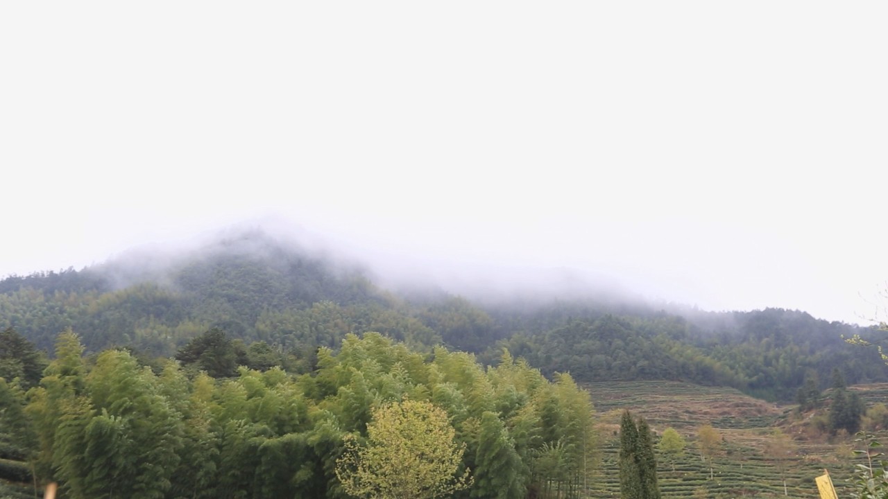 曾经的皇家贡茶,丽水龙泉贡茶
