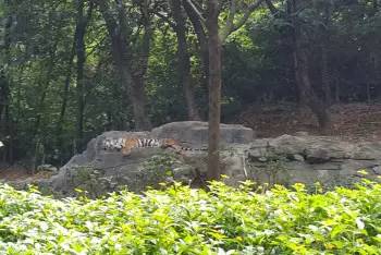 长隆野生动物园一天怎么玩,长隆野生动物园一天游不完怎么住