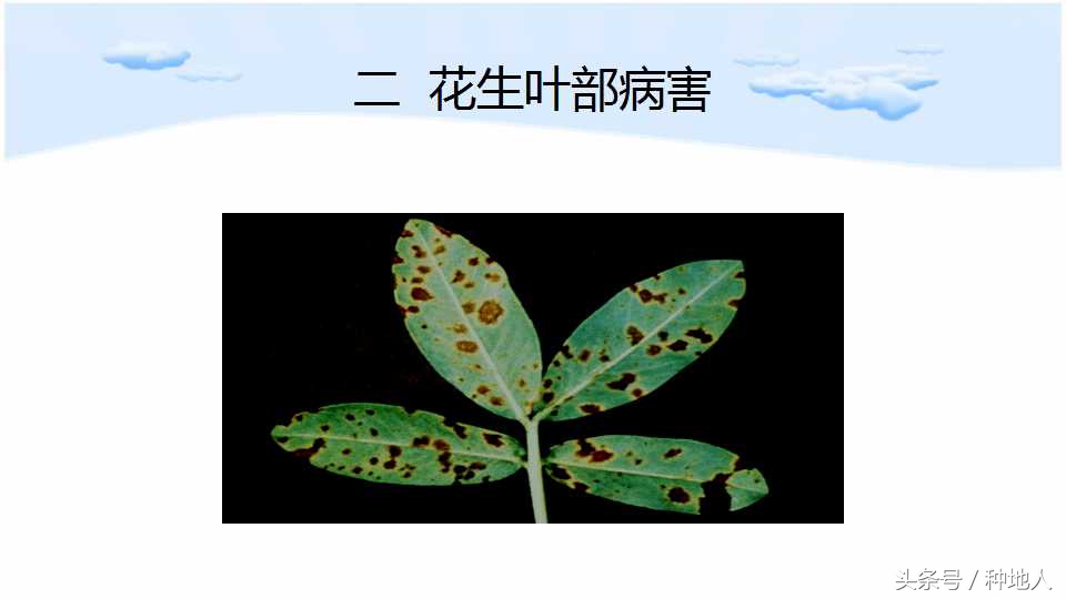 马上开始播种花生,快要种花生了