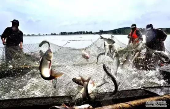 辽源的美味,一饱口福美食