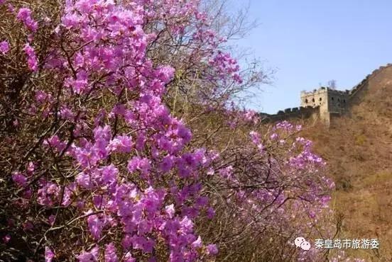 给所有秦皇岛人,这里有一份春天请你查收!