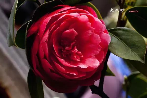 四大名花之山茶,中国百种山茶图片