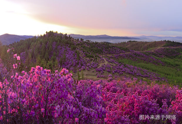 岫岩映山红一日游,岫岩映山红风景区合适爬山吗