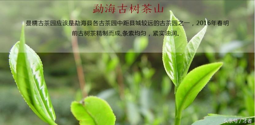 互联网带来创业机会,普洱茶电商的现状与趋势