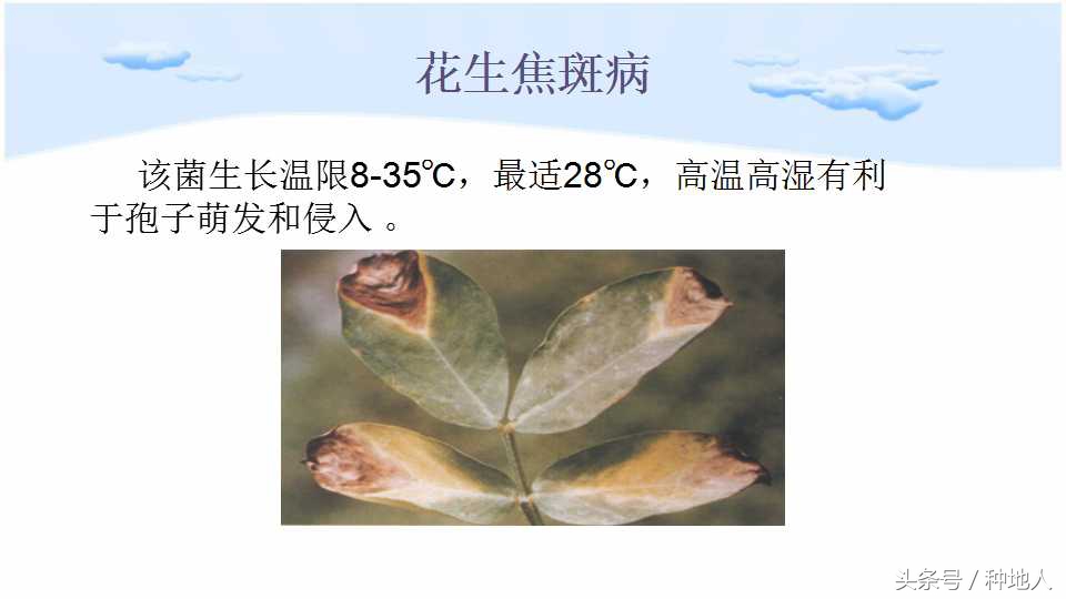 马上开始播种花生,快要种花生了