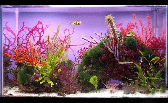 海缸海藻,海缸主缸可以养海藻吗