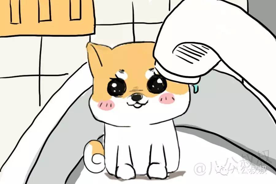 一些常识性的疾病防范错误,狗狗容易得的3种病