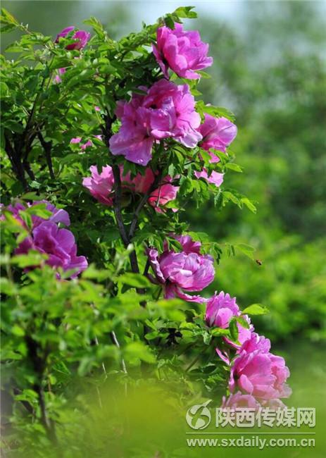 阿姑泉牡丹苑一日游攻略,阿姑泉牡丹苑要门票吗