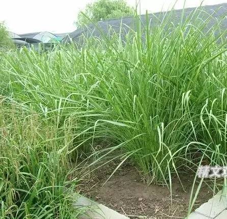 观赏草美景图片大全,观赏草叶