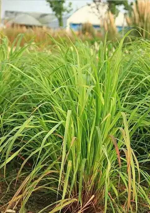 观赏草美景图片大全,观赏草叶