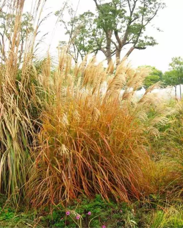 观赏草美景图片大全,观赏草叶