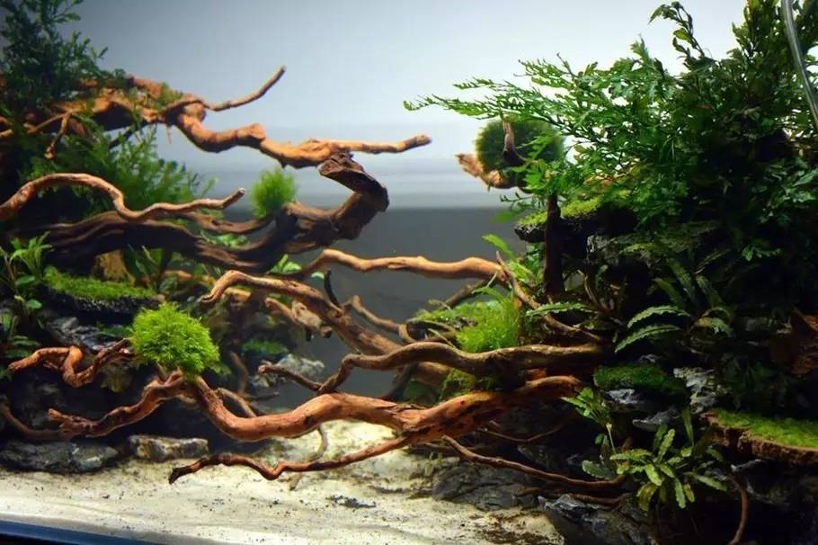 比较好打理的草缸,最适合新手的草缸