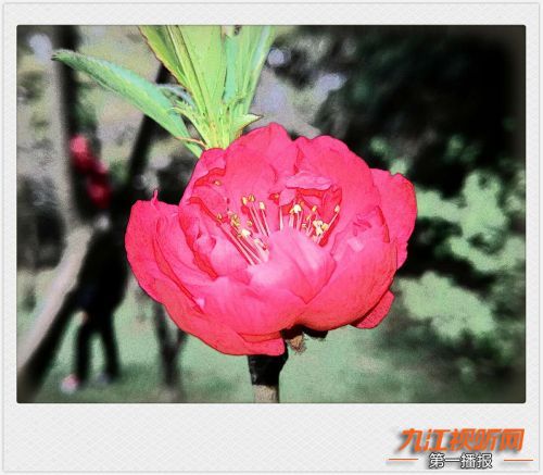 人间四月芳菲尽山寺桃花始盛开,人间四月芳山寺桃花始盛开