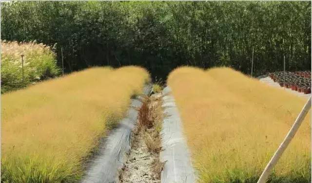 观赏草美景图片大全,观赏草叶