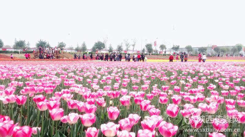 西咸新区泾河新城花展,泾河花博会