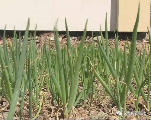 长春小区围墙被推倒,长春绿地违建拆除名单