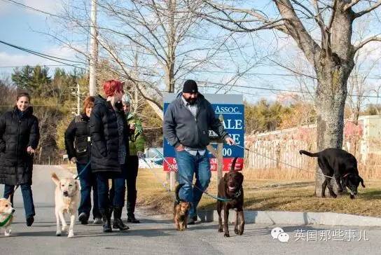 一家可以带狗上班的公司，感觉他们那的地位..人没狗高..