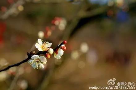 无锡春节文化,来看看我们无锡多美