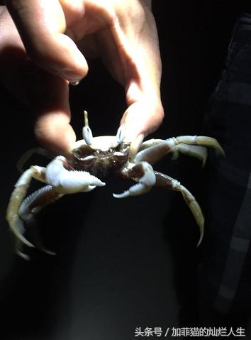 马来西亚亚庇到美人鱼岛,亚庇美人鱼岛游记