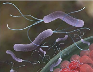 宝宝幽门螺旋杆菌感染怎么样治疗,宝宝幽门螺杆菌的最佳治疗方法