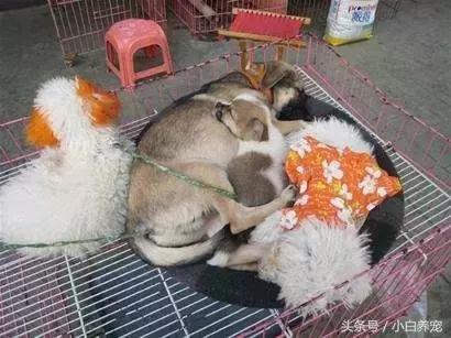 狗贩子VS繁育者,买狗狗究竟该找谁?