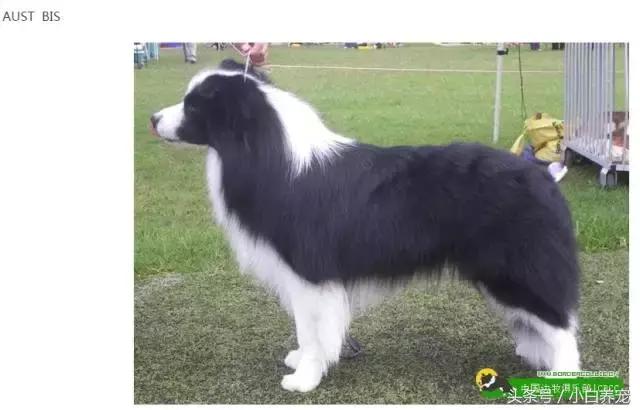 狗贩子VS繁育者,买狗狗究竟该找谁?