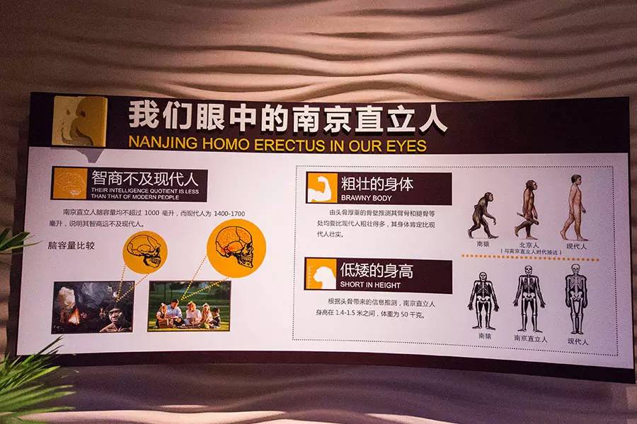 探寻人类的起源之谜,探寻人类祖先的奥秘