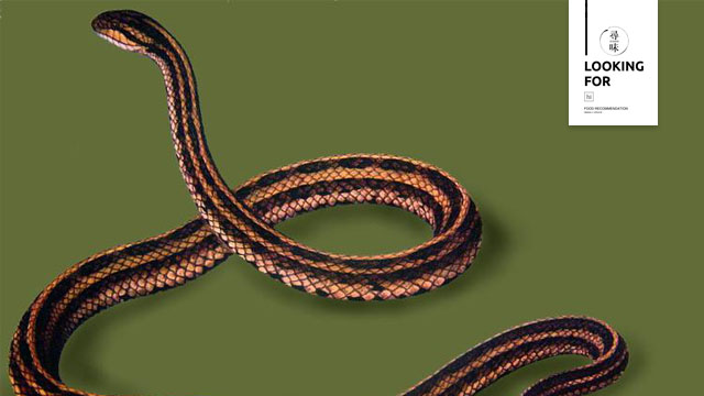 美食专题视频,美食推荐蛇