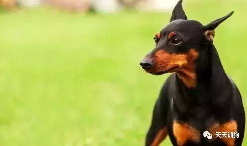 城市饲养的看护犬,看护厂房用什么犬好