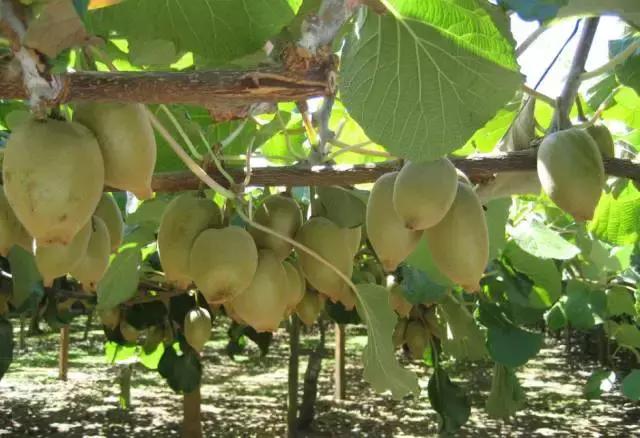 新西兰的奇异果为什么好,新西兰新鲜奇异果