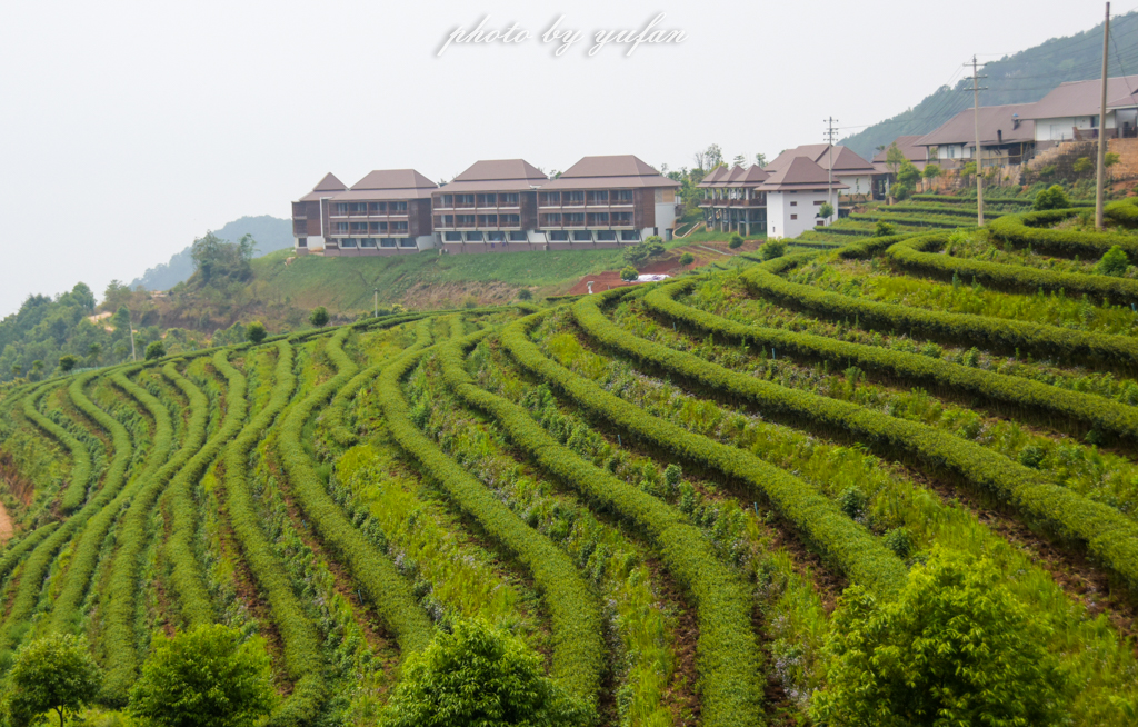 云端上的世外桃源，看看浇灌牛奶和土鸡蛋的有机乌龙茶长成啥样
