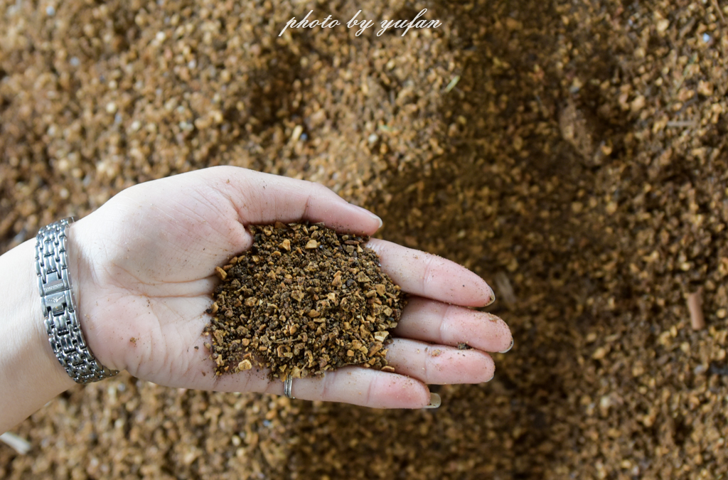 云端上的世外桃源，看看浇灌牛奶和土鸡蛋的有机乌龙茶长成啥样