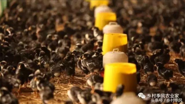 汶上芦花鸡散养基地,芦花鸡是什么鸡