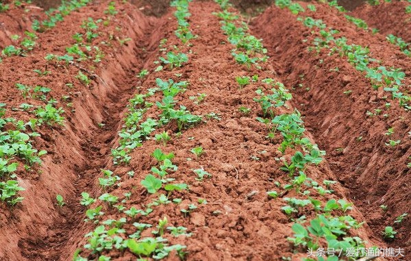 农民种地不容易顺口溜,农村种地顺口溜希望朋友们喜欢