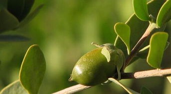 自制身体按摩油,自制推拿按摩油的配制