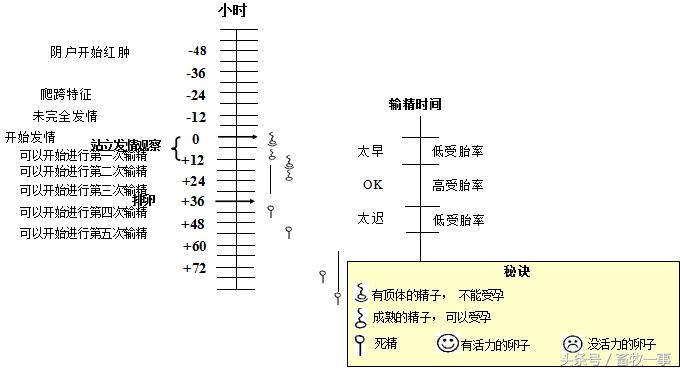 养猪怎样提高人工授精的成功率,养猪新模式猪舍建造