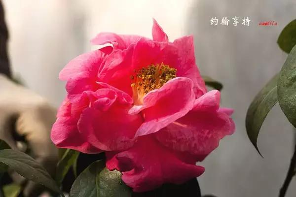 四大名花之山茶,中国百种山茶图片