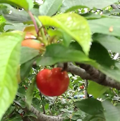 中国樱桃第一县,中国樱桃第一