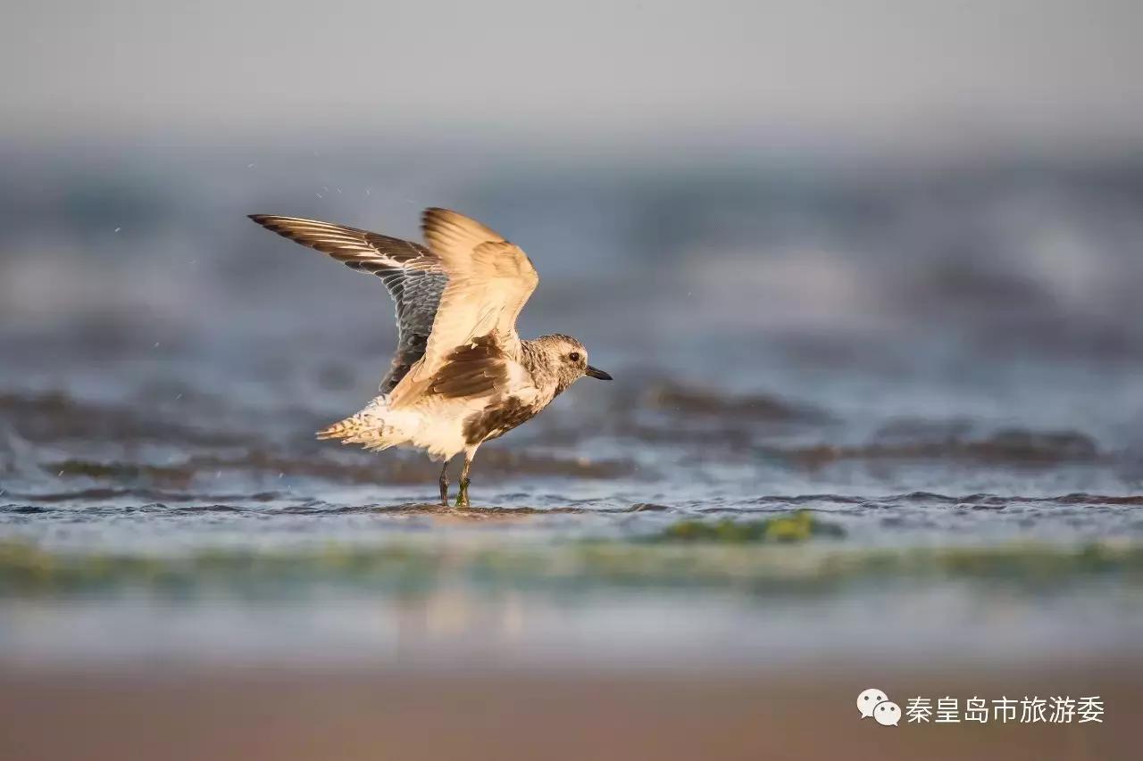 给所有秦皇岛人,这里有一份春天请你查收!