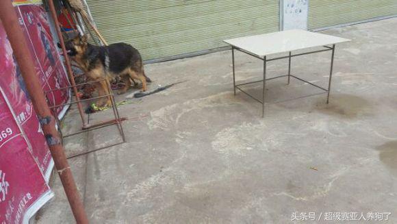 肩高50是怎么算的,肩高50cm正常吗