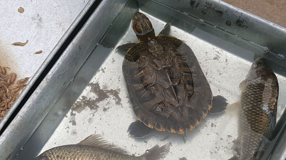 唐山市乐亭县大集,河北唐山乐亭大集