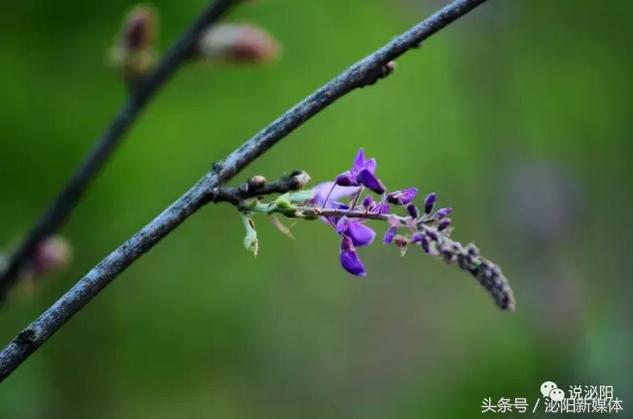 紫色藤花开,任丘紫藤花开