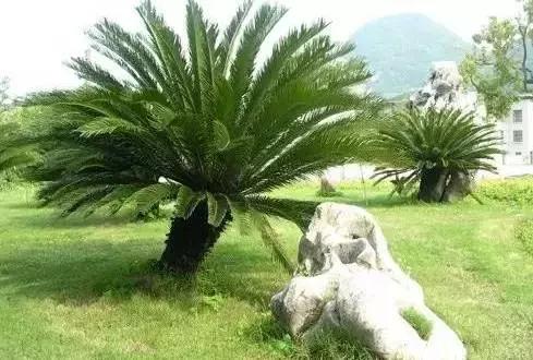 5种好看又可吃的花儿,小众又漂亮的花儿