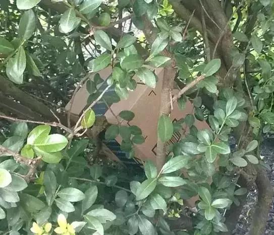 美国快递服务有多差,美国快递反映了美国人的什么