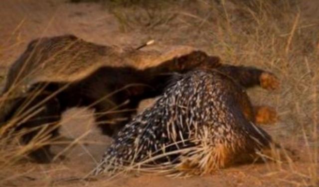 蜜獾平头哥战老虎,最大蜜獾平头哥