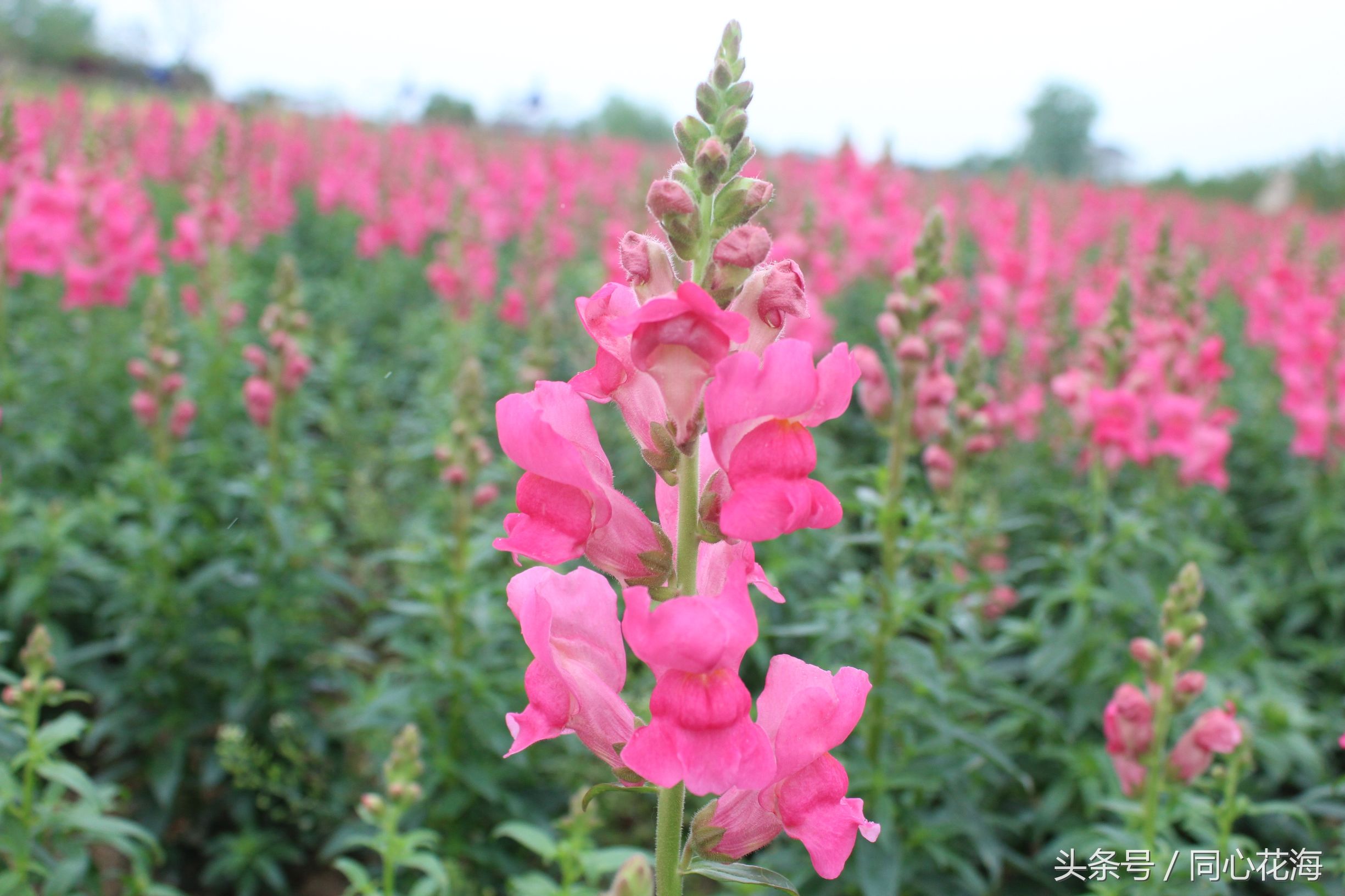 美丽的金鱼草花海,金鱼草花海