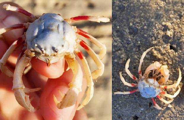 2900万年前的螃蟹,3500万年前的石头螃蟹