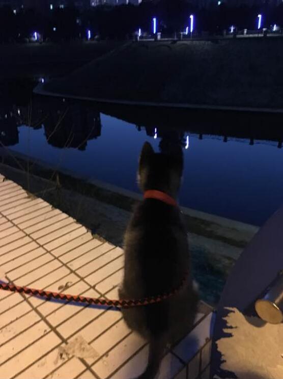 哈士奇该如何训练不拆家呢,怎么训练哈士奇在家不拆家