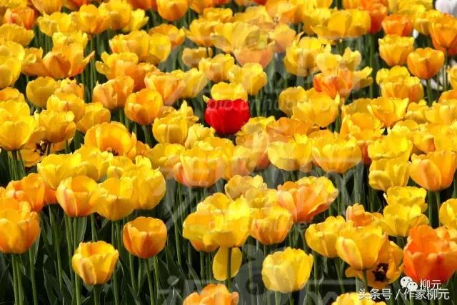 银川花博园郁金香花海,银川花博园游览图