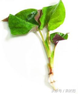 养猪万能药品,养猪必备特效药品清单最新